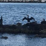 Invasione dei cormorani in Puglia: uccelli che si cibano di pesce, più che triplicati a causa della tropicalizzazione del clima