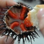 Lavoro, Coldiretti Puglia: “Rivedere fermo Ricci di mare, senza reddito 200 pescatori subacquei”